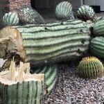 <strong>The Environmental Impact of Saguaro Cactus Removal: What You Should Know</strong>