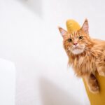 Maine Coon Playtime: Enriching Your Cat’s Life with Fun Activities