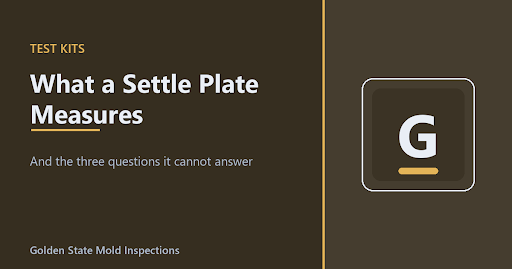 Home Mold Test Kits Against a Professional Assessment